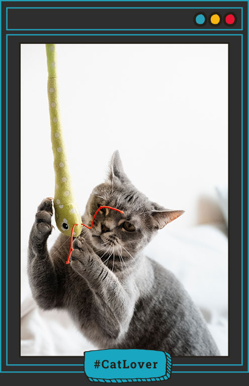 alimento para gatos castrados